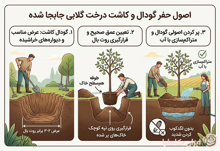 حفر گودال برای جابجایی درخت گلابی